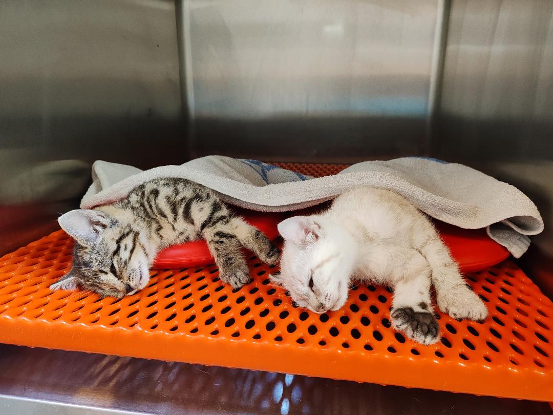 Cages d’hospitalisation